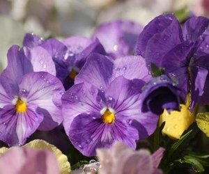 Brighten up Winter with Violas and Pansies
